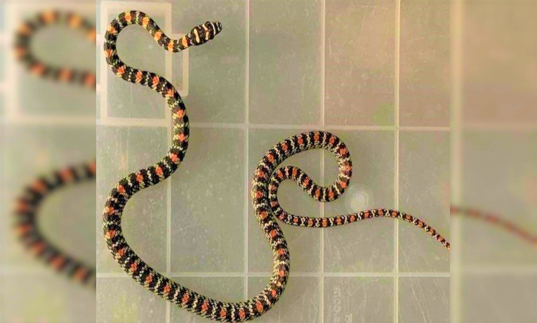 তিন দিনের চেষ্টায় পড়ল কাল নাগিনী সাপ