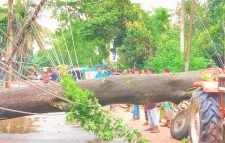 বড়লেখায় ঝড়ে গাছ পড়ে সড়কে যান চলাচল ব্যাহত, বিদ্যুৎ বিপর্যয়