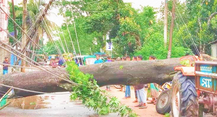 বড়লেখায় ঝড়ে গাছ পড়ে সড়কে যান চলাচল ব্যাহত, বিদ্যুৎ বিপর্যয়
