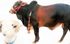 কোরবানি ও আকিকা একসঙ্গে দেওয়া যাবে?