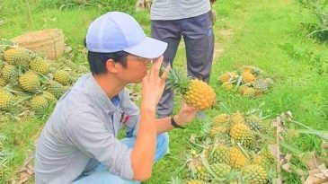 মৌলভীবাজারে আনারস পাতা থেকে ‘উন্নতমানের’ সুতা তৈরির সম্ভাবনা