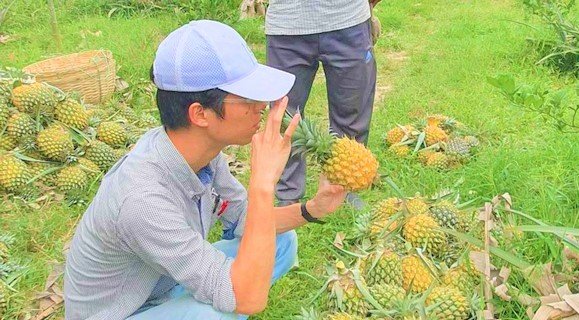 মৌলভীবাজারে আনারস পাতা থেকে ‘উন্নতমানের’ সুতা তৈরির সম্ভাবনা