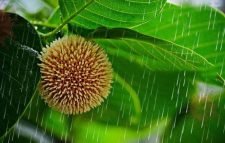 আষাঢ় শুরুর দিনে ৮ বিভাগেই বৃষ্টির সম্ভাবনা