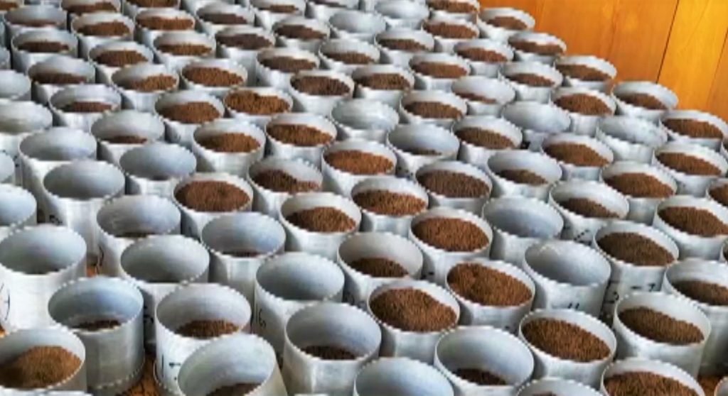 শ্রীমঙ্গলে ৪র্থ বারের মতো এ বছরের চা নিলাম