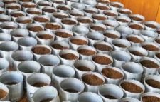 শ্রীমঙ্গলে ৪র্থ বারের মতো এ বছরের চা নিলাম