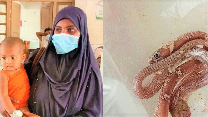 শিশু’র ছোট্ট দাঁতের কামড়ে গোখরা সাপের মৃত্যু!