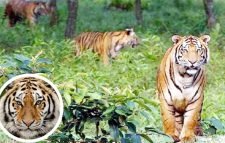 বিশ্ব বাঘ দিবস আজ