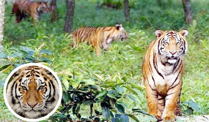 বিশ্ব বাঘ দিবস আজ