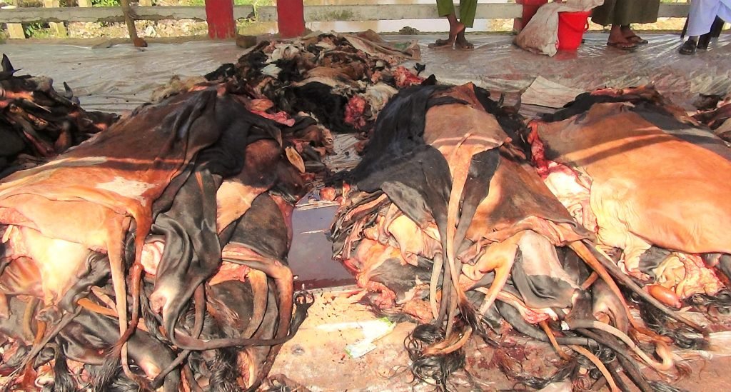 মৌলভীবাজারে কোরবানীর পশুর চামড়ার দাম নিয়ে শঙ্কায় ব্যবসায়ীরা