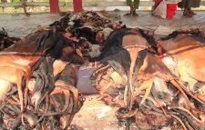 মৌলভীবাজারে কোরবানীর পশুর চামড়ার দাম নিয়ে শঙ্কায় ব্যবসায়ীরা