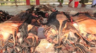 মৌলভীবাজারে কোরবানীর পশুর চামড়ার দাম নিয়ে শঙ্কায় ব্যবসায়ীরা