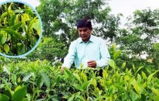 চায়ের নতুন জাত উদ্ভাবনে সিকৃবিতে গড়ে উঠেছে চা বাগান