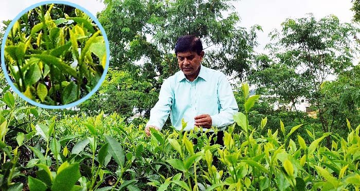 চায়ের নতুন জাত উদ্ভাবনে সিকৃবিতে গড়ে উঠেছে চা বাগান