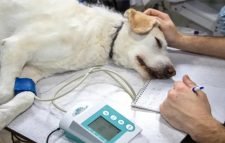 প্রথমবারের মতো মাঙ্কিপক্সে আক্রান্ত হলো কুকুর