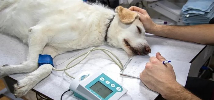 প্রথমবারের মতো মাঙ্কিপক্সে আক্রান্ত হলো কুকুর