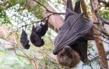 করোনার পর এবার বাদুড় থেকে ছড়াচ্ছে নতুন এক ভাইরাস