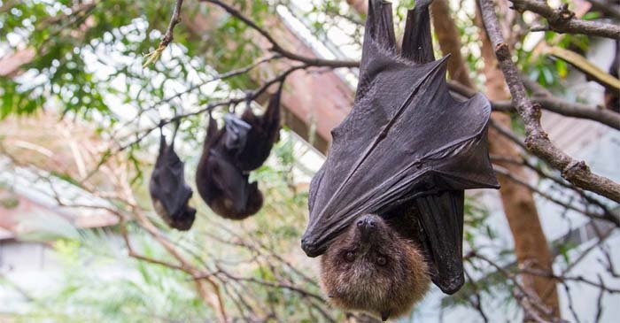 করোনার পর এবার বাদুড় থেকে ছড়াচ্ছে নতুন এক ভাইরাস