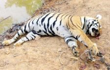 ১০ জনের জীবন নিয়ে অবশেষে মারা গেল বিহারের সেই বাঘ