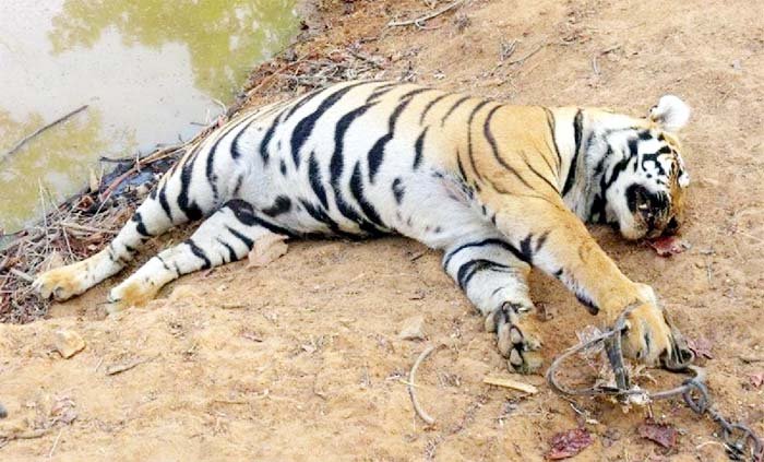 ১০ জনের জীবন নিয়ে অবশেষে মারা গেল বিহারের সেই বাঘ