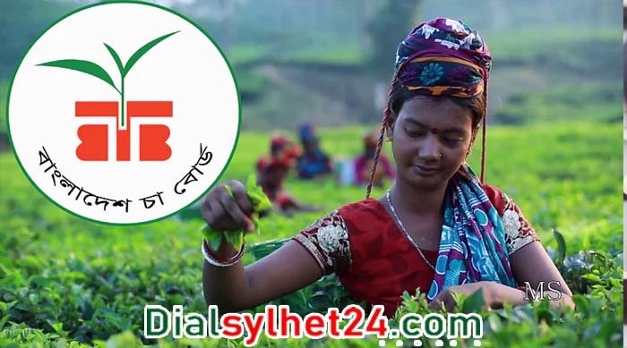 সেপ্টেম্বরে দেশে রেকর্ড চা উৎপাদন