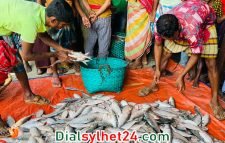 এক ট্রলারেই ধরা পড়ল ১১৭ মণ ইলিশ