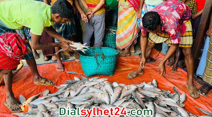 এক ট্রলারেই ধরা পড়ল ১১৭ মণ ইলিশ