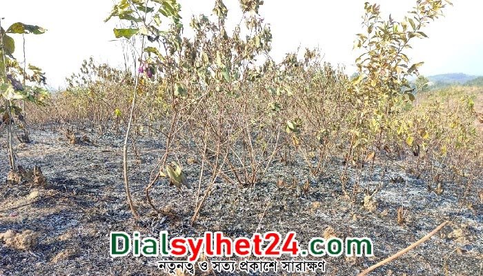 শাবিপ্রবির টিলায় দুর্বৃত্তদের আগুন