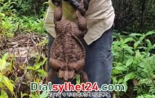 অস্ট্রেলিয়ায় মিলল ২ কেজি ৭০০ গ্রাম ওজনের কুনোব্যাঙ