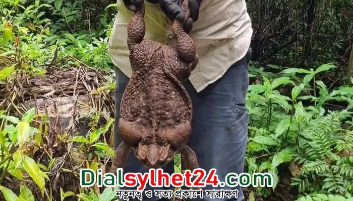 অস্ট্রেলিয়ায় মিলল ২ কেজি ৭০০ গ্রাম ওজনের কুনোব্যাঙ