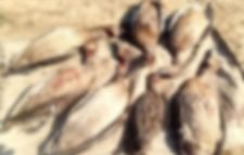 হাকালুকি হাওরে পাখি শিকার করে ‘ভাগবোটায়ারা’র সত্যতা মিলেছে, সেই বনপ্রহরী প্রত্যাহার