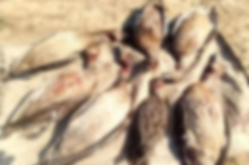 হাকালুকি হাওরে পাখি শিকার করে ‘ভাগবোটায়ারা’র সত্যতা মিলেছে, সেই বনপ্রহরী প্রত্যাহার