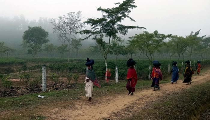 দেশের সর্বনিম্ন তাপমাত্রা শ্রীমঙ্গলে