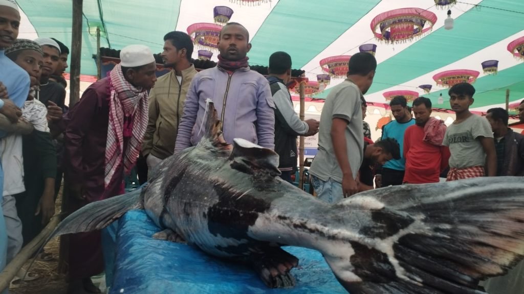 হাঁকডাক করে বিক্রি হচ্ছে নিষিদ্ধ বাগাড় মাছ