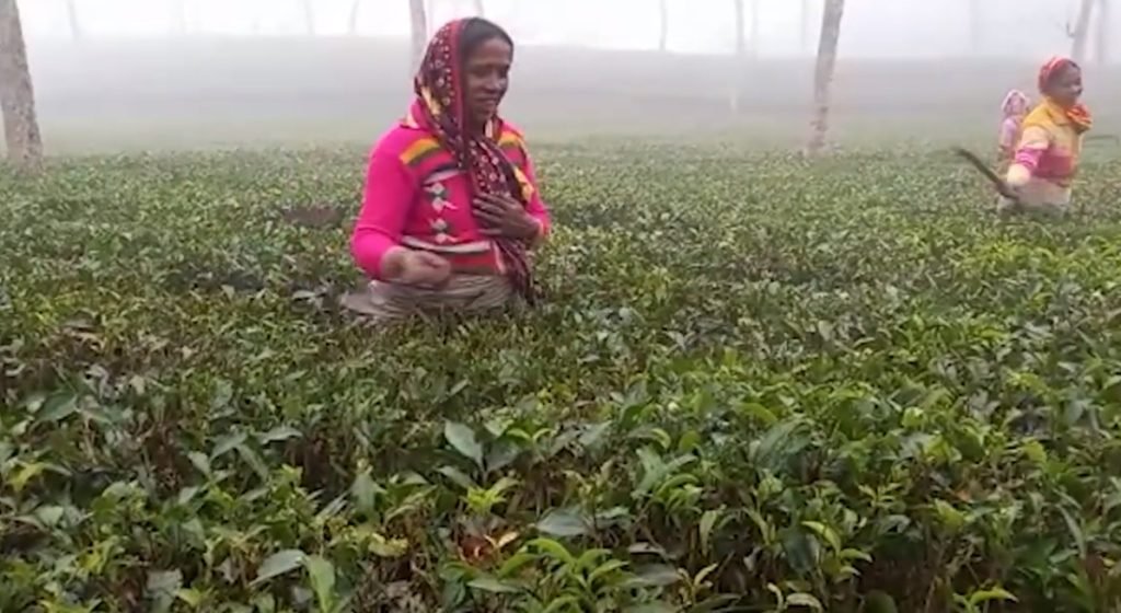 শীতে কাঁপছে চা বাগানগুলো, রোগে ভুগছেন শ্রমিকরা