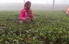 শীতে কাঁপছে চা বাগানগুলো, রোগে ভুগছেন শ্রমিকরা