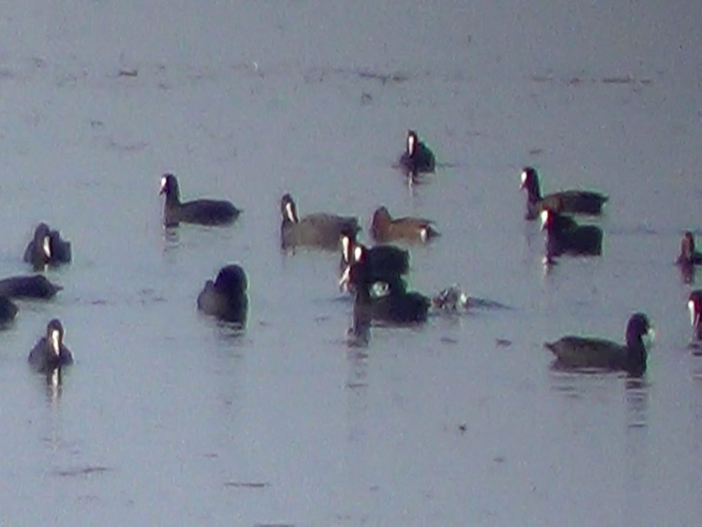 মৌলভীবাজারের বাইক্কা বিলে শীতকালীন অতিথি পাখি আগমন শুরু