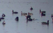 মৌলভীবাজারের বাইক্কা বিলে শীতকালীন অতিথি পাখি আগমন শুরু