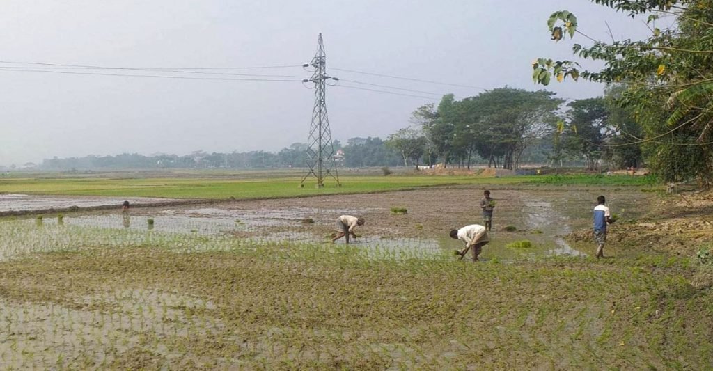 বোরো চাষ নিয়ে আশা ও শঙ্কায় হাওড়পাড়ের কৃষক