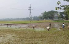 বোরো চাষ নিয়ে আশা ও শঙ্কায় হাওড়পাড়ের কৃষক