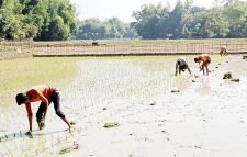 মৌলভীবাজারে সেচ সংকট, স্যার ও তেলের দাম বাড়ায় অস্বস্তিতে ভুগছেন অনেক কৃষকরা