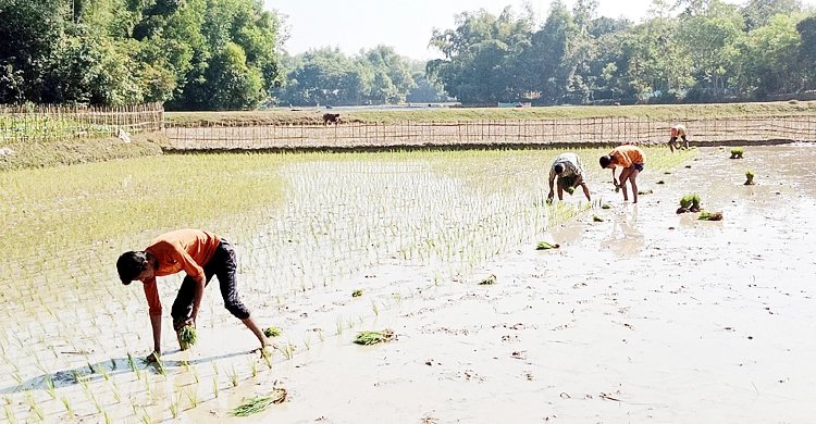 মৌলভীবাজারে সেচ সংকট, স্যার ও তেলের দাম বাড়ায় অস্বস্তিতে ভুগছেন অনেক কৃষকরা