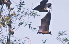 নিপাহ ভাইরাসে ৫ জনের মৃত্যু আক্রান্ত ৮