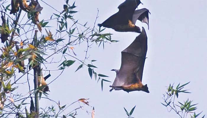 নিপাহ ভাইরাসে ৫ জনের মৃত্যু আক্রান্ত ৮