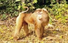 উল্টোলেজি বানরের দেখা মিলল মৌলভীবাজার লাউয়াছড়া বনে