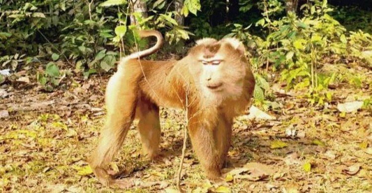 উল্টোলেজি বানরের দেখা মিলল মৌলভীবাজার লাউয়াছড়া বনে