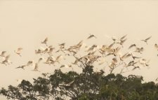 পঙ্গি মিয়ার বাড়িতে লাখো পাখি দেখে মুগ্ধ আগতরা