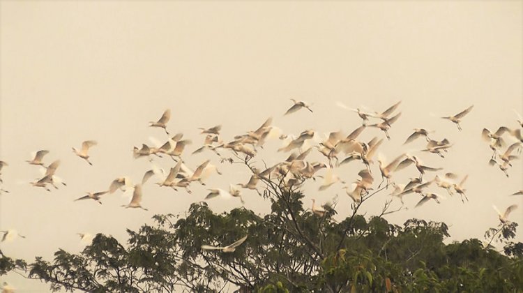 পঙ্গি মিয়ার বাড়িতে লাখো পাখি দেখে মুগ্ধ আগতরা