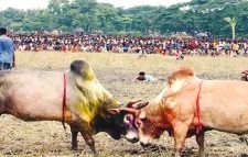 ষাঁড়ের লড়াই এবং লড়াকু ষাঁড়ের অদ্ভুত সব নাম