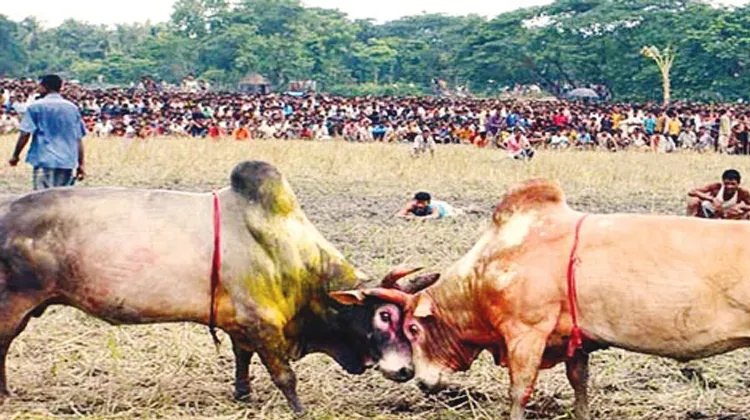 ষাঁড়ের লড়াই এবং লড়াকু ষাঁড়ের অদ্ভুত সব নাম