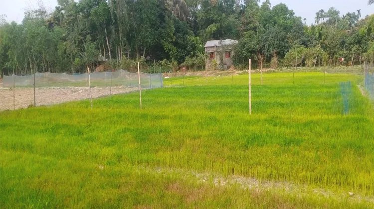 পানির অভাবে ধানের বীজতলা নষ্ট, ক্ষতিগ্রস্ত কৃষক